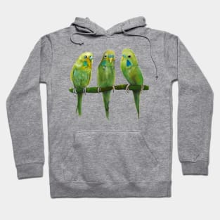 Budgerigar Hoodie